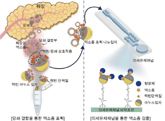 최종훈 중앙대 교수팀은 당사슬 나노입자를 이용해 췌장암 엑소좀 포획·분석 시스템 모식도로, 당사슬 반응 나노입자를 통해 포획된 엑소좀의 농도 차이를 통해 췌장암을 진단할 수 있다.  연구재단 제공